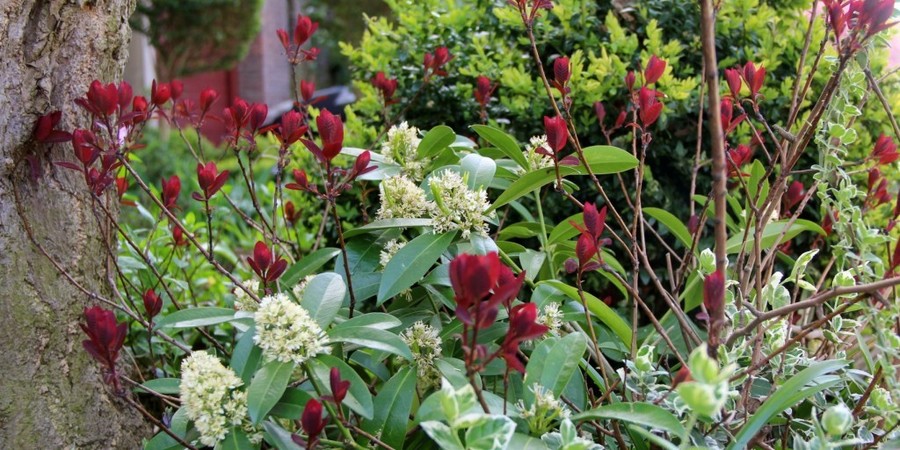 De wijnrode pruikenboom (Cotinus coggygria 'Royal Pruple') en Skimmia japonica 'Finchy' groeien mooi door elkaar. In de achtergrond staat er een buxus. Zijn nieuwe frisse groene blaadjes contrasteren mooi met de rest van het tafereel. De wijnrode pruikenboom (Cotinus coggygria 'Royal Pruple') en Skimmia japonica 'Finchy' groeien mooi door elkaar. In de achtergrond staat er een buxus. Zijn nieuwe frisse groene blaadjes contrasteren mooi met de rest van het tafereel.